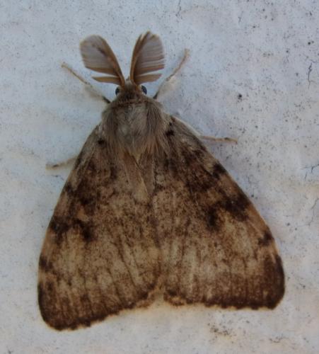 Réf. 197 240 : Lymantria dispar